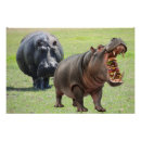 Recherche de hippopotames posters Animaux