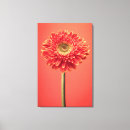 Recherche de fleur de marguerite toiles Nature