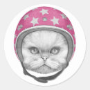 Recherche de persan chat autocollants Chaton
