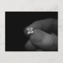Suche nach mikro postkarten Blume