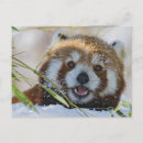 Recherche de panda rouge cartes postales Pandas