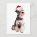 Suche nach schnauzer postkarten Terrier