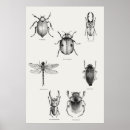 Recherche de scarabées posters Insecte