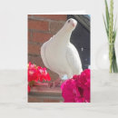 Suche nach weiße tauben karten Schön