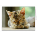 Suche nach bengalische katzen postkarten Niedlich