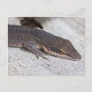Suche nach lizards postkarten Grün