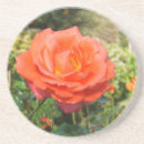 Suche nach rote rosen untersetzer Fotografie