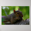 Suche nach nuss mit eichhörnchen poster Tierwelt