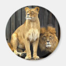 Recherche de chat heureux magnets Amour