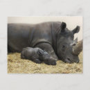 Suche nach rhino postkarten Baby