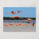 Recherche de oiseau mer cartes postales Nautique