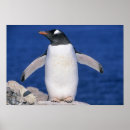 Suche nach gentoo pinguin poster Vogel