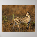 Suche nach reserve poster Tierwelt