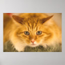 Suche nach maine coon poster Katzenkunst