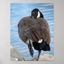 Recherche de canada goose posters Oie