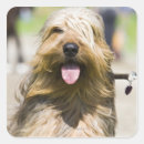 Suche nach langes haar aufkleber Hund