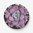 Suche nach kakteen teller Kaktus