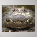 Suche nach amerikanischer alligator poster Wild lebende tiere