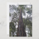 Suche nach sequoia karten Rotholz