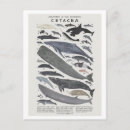 Recherche de cétacé cartes postales Baleine