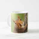 Recherche de écureuil mignon tasses Photographe