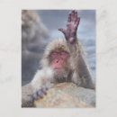 Recherche de préfecture cartes postales Faune