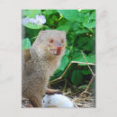 Recherche de mangouste Animal