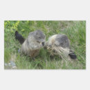 Suche nach marmot aufkleber Erdhuhn