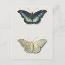 Recherche de illustration de libellule cartes postales Papillon