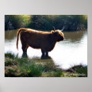 Suche nach highland cattle poster Rinder