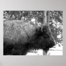 Suche nach yellowstone nationalpark poster Bison