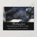 Recherche de chimpanzés cartes postales Réflexion