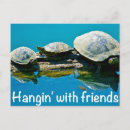 Suche nach schildkröten postkarten Freunde