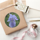Recherche de iris bleu autocollants Photographie