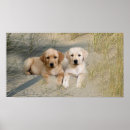 Suche nach labrador welpe poster Welpen