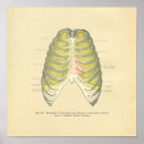 Recherche de cage thoracique posters Anatomie