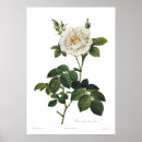 Suche nach flor poster Weiß