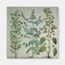 Suche nach kräuter magnete Pflanze