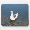 Recherche de plumes blanches tapis souris Nature