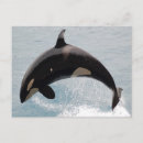 Recherche de orques cartes postales Marine