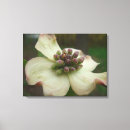 Recherche de fleurs de cornouiller posters Jardin