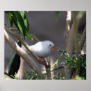 Recherche de finches posters Finition