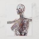 Recherche de système lymphatique posters Artère