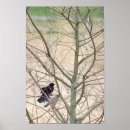 Recherche de aile posters Oiseaux