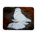 Recherche de pigeon magnete Colombe