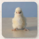 Suche nach gelber vogel untersetzer Fotografie