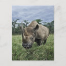 Recherche de adam cartes postales Rhinocéros