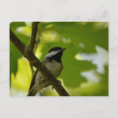 Suche nach audubon postkarten Vogelbeobachtung