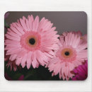 Recherche de gerber rose électronique Marguerite de gerber