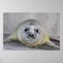 Recherche de bébé phoque posters Animaux